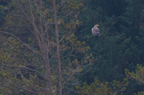 White Tailed Eagle White Tailed Eagle