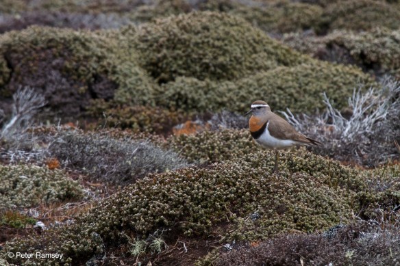 Rufus-chested Dotterel IMG_9074