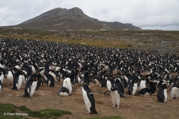 Rockhopper Penguin Colony IMG_9246