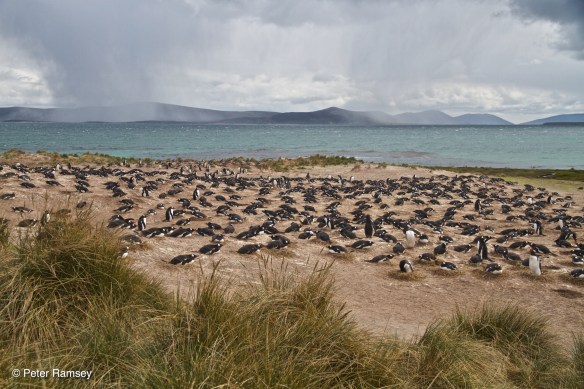 Gentoo Colony IMG_9383