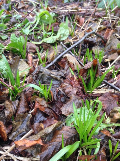 Bluebell shoots