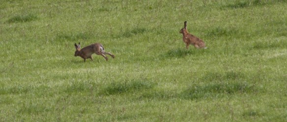 Brown Hares IMG_0857