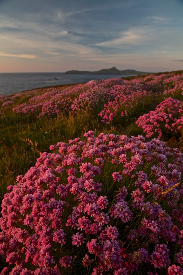 Pink Thirft with Carn Llidi in the background IMG_1858