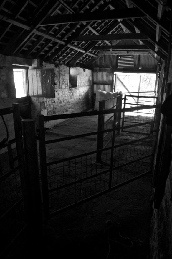 Freshly swept shearing shed IMG_4886