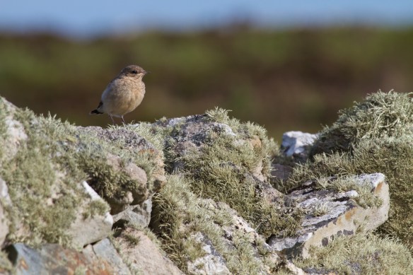 Wheatear Fledgling IMG_5095