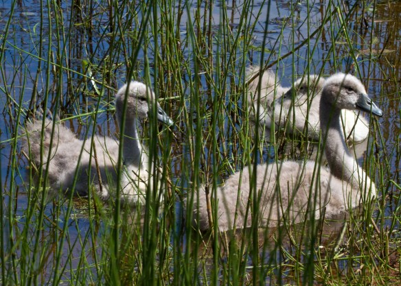 The Three Cygnets IMG_6301