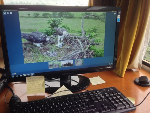 Parents feeding the chicks IMG_6810