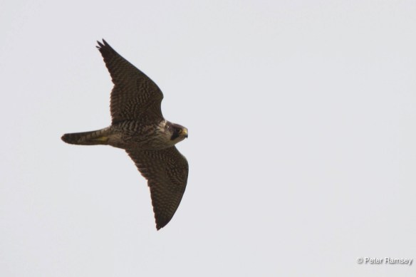 967248_10151705665192932_1333308331_o