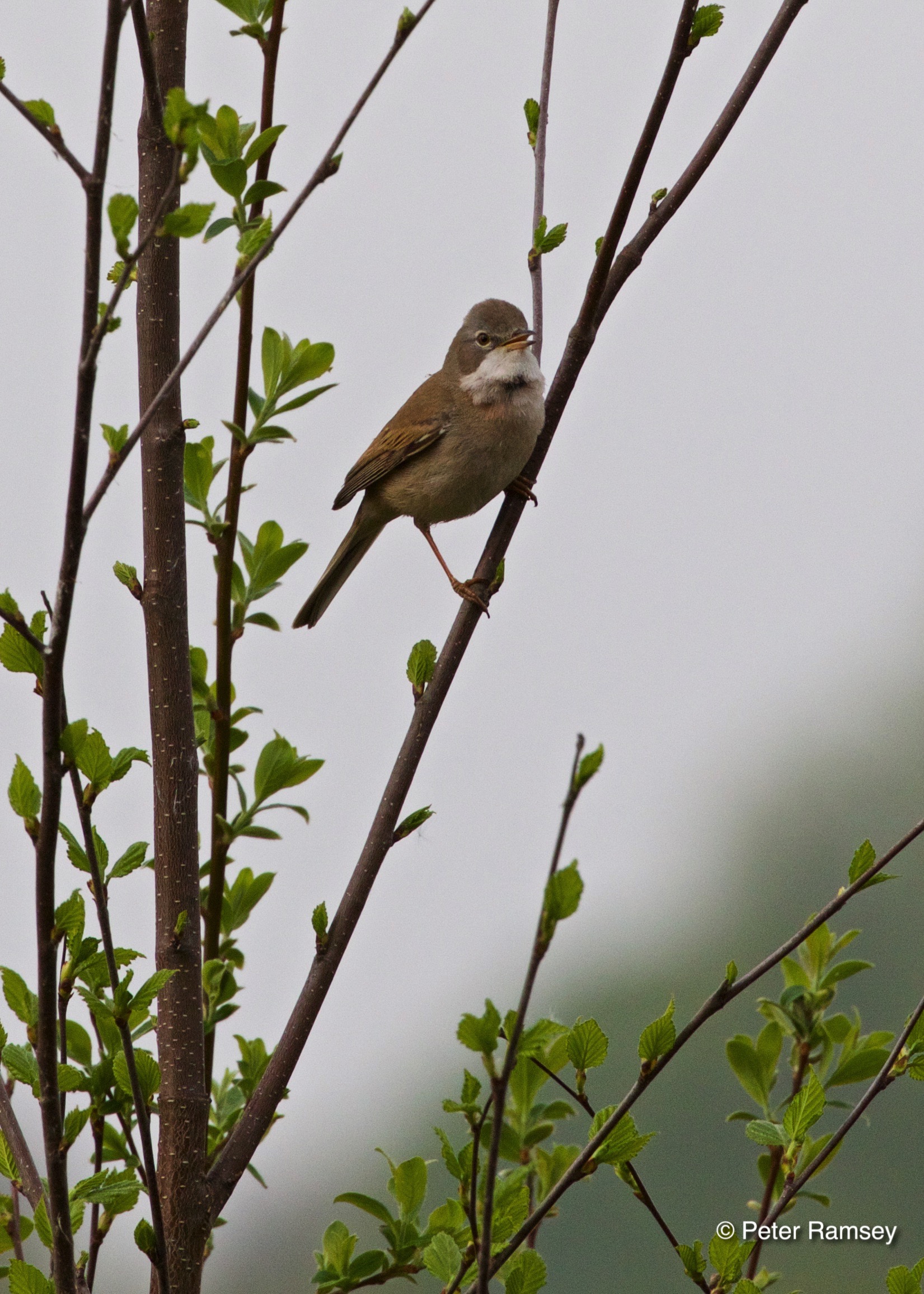 Common Whitethroat